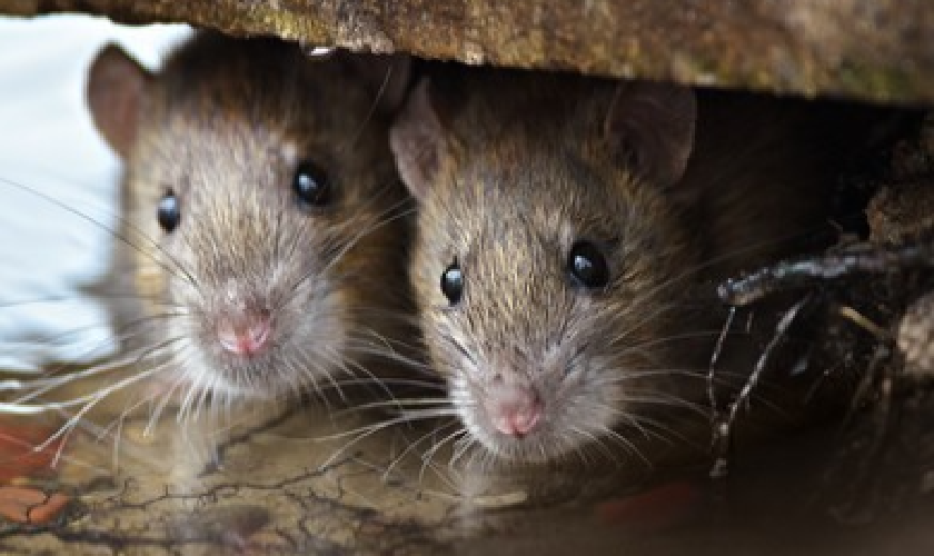 Mouse & Rat Control in Antioch