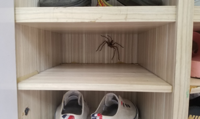 Don't Let Spiders Takeover Your Home!
