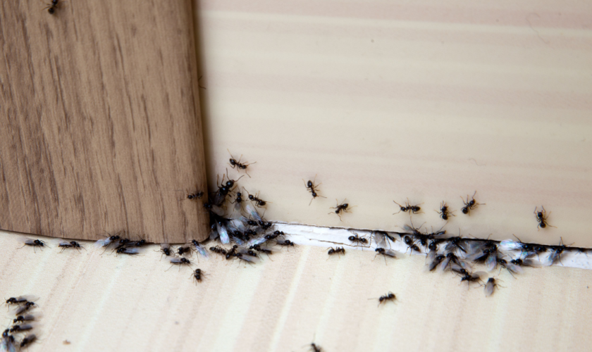 The Best Ant Pest Control in Bellevue