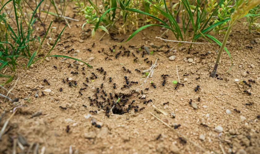 The Best Ant Pest Control in Brentwood