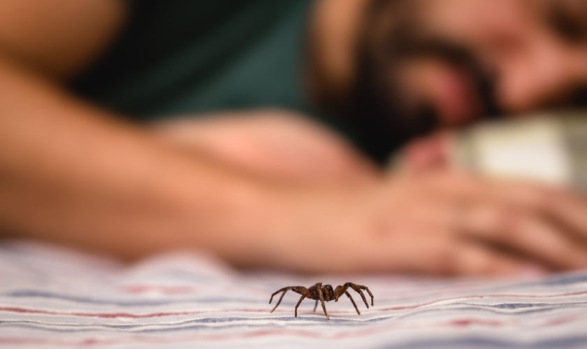 Don't Let Spiders Takeover Your Home!