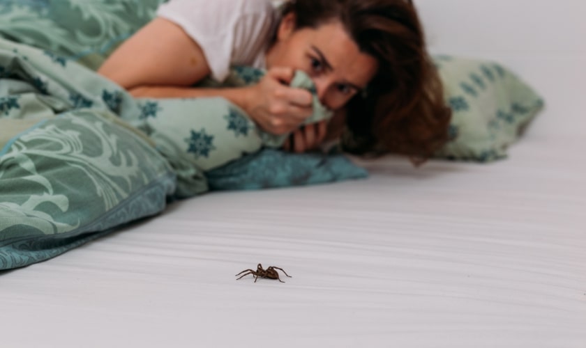 Do Spiders Crawl On You At Night?