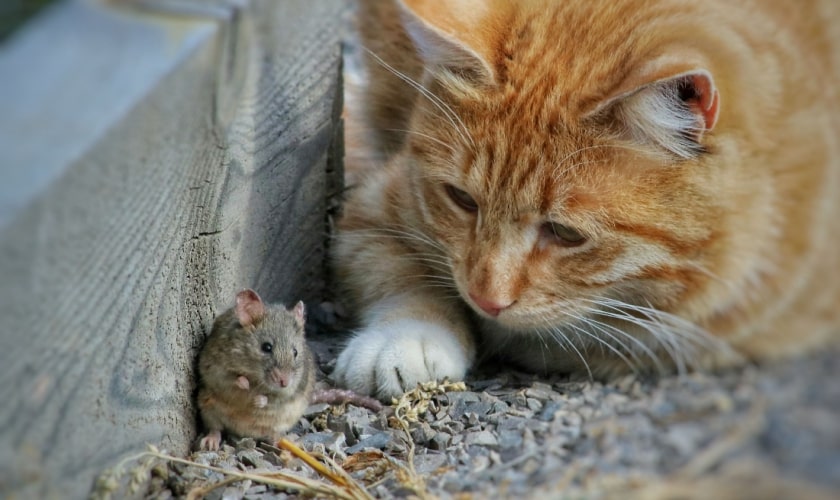 Mouse & Rat Control in La Vergne