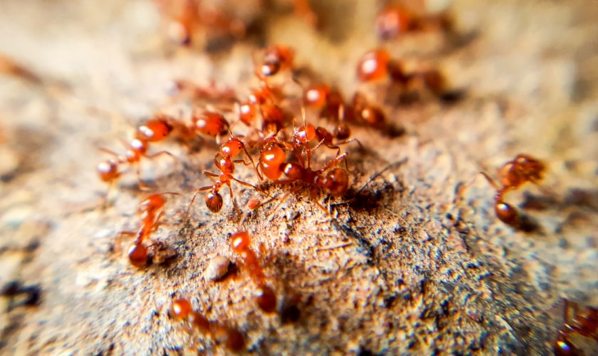 Don't Let Ants Takeover!