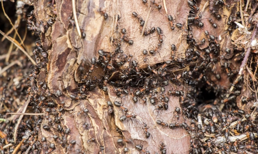 Ant Control & Exterminators in Murfreesboro