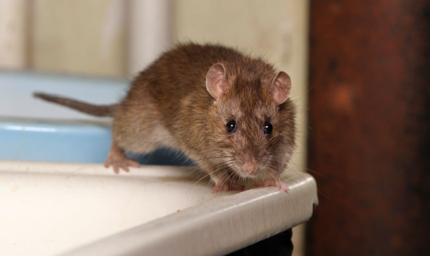 mouse and rat control