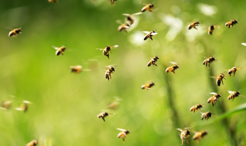 Don't Let Wasps or Yellow Jackets take over your yard!