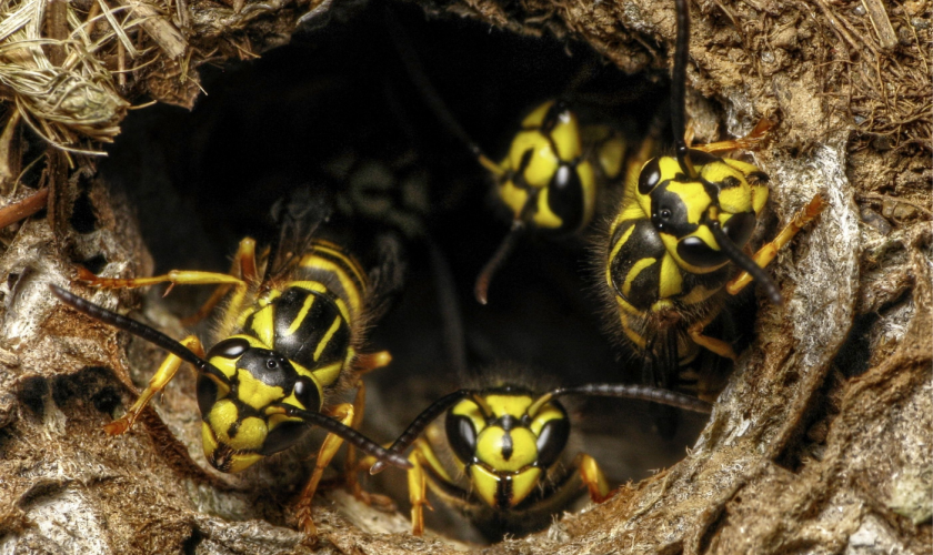 Yellow Jackets take over your yard!