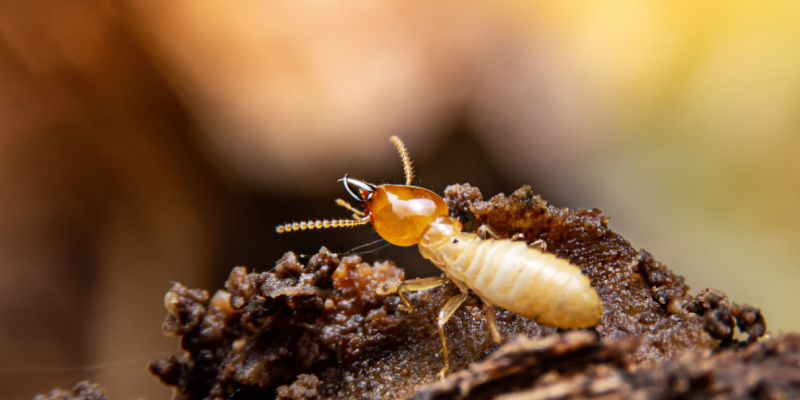 How to Prevent Termites from Destroying Your Home