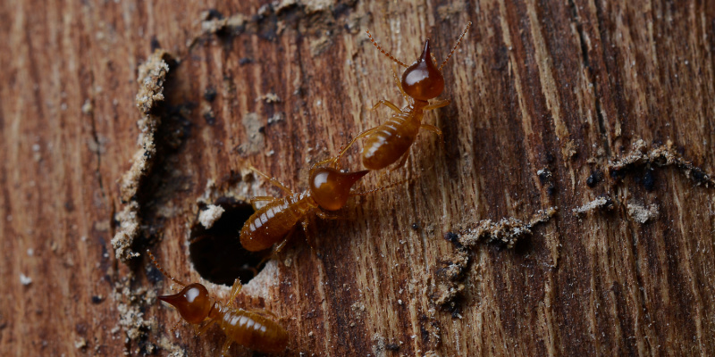 Best Termite Exterminators in Nashville