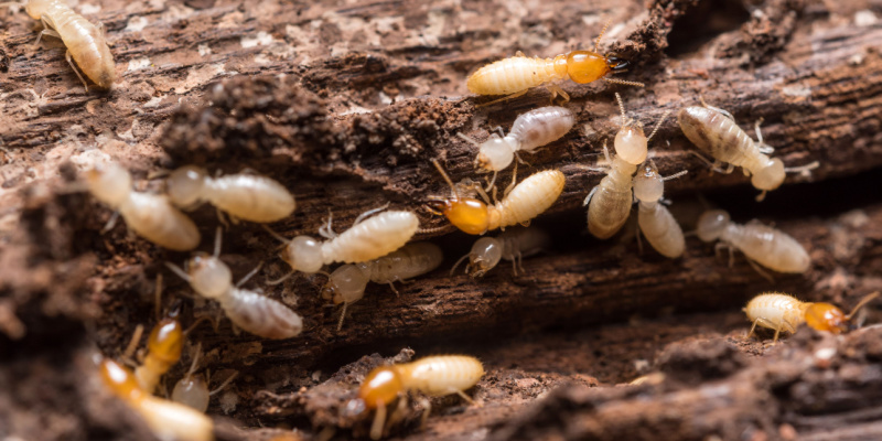 How Often Should I Have My Home Inspected for Termites?
