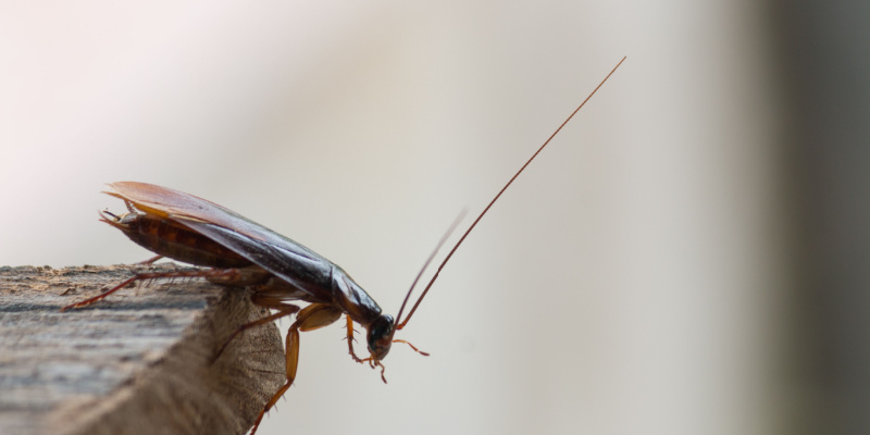 Cockroach Elimination Experts in Franklin, TN