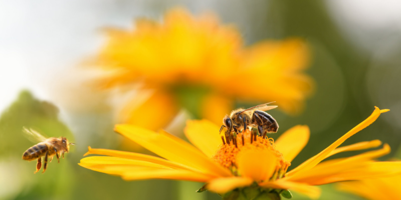 Bee Prevention Tips for Nashville Homeowners