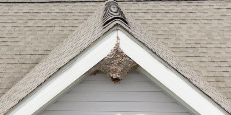 What Should I Do if I See a Hornet Nest Near My Home?