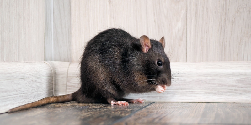 What Are Signs You Have a Rodent Problem?