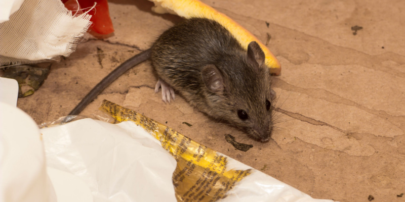 How to Keep Mice Out of Your Home