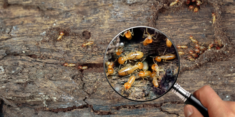How Do I Know If I Have a Termite Infestation?