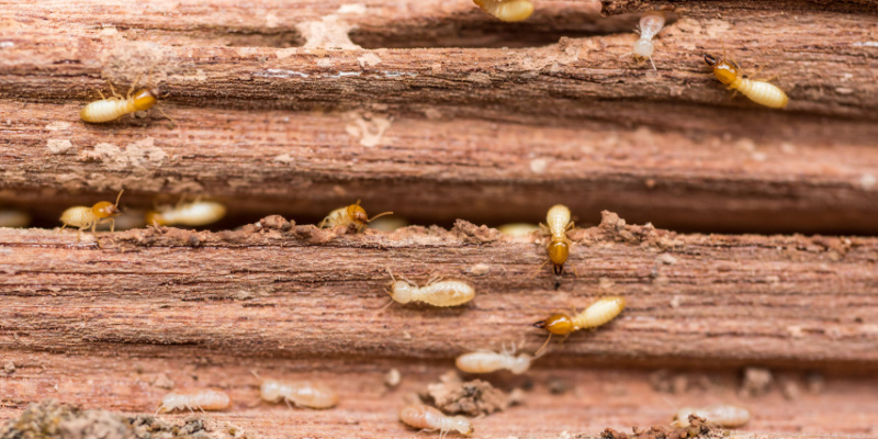 How to Protect Your Home from Termites