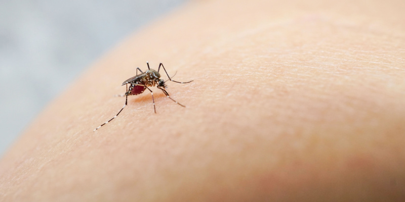 Mosquito Prevention Tips for Nashville Homeowners