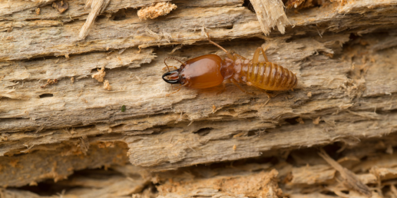 How Do I Know if I Have a Termite Problem in My Home?