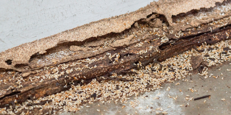 Protect Your Nashville Home from Termites