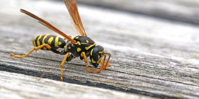 What Should I Do if I Have a Wasp Problem Near My Home?