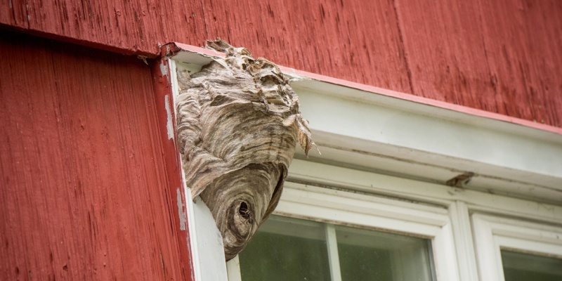 How to Safely Remove a Wasp Nest from Your Backyard