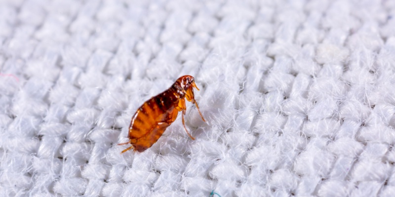 Protect Your Nashville Property from Fleas