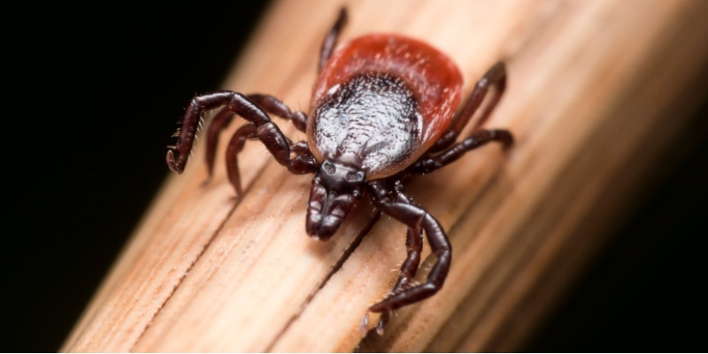 What Should I Do if I Have a Tick Problem in My Yard?