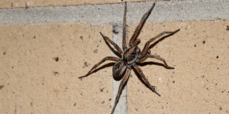 Are Spiders the Most Feared Pest?