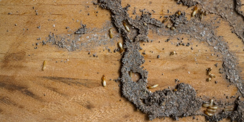 How do I Identify a Termite Problem in My Home?