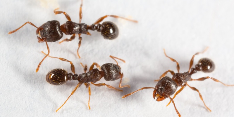 What Types of Ants are in Nashville?