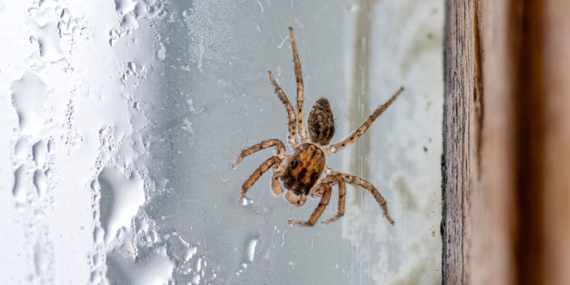 How Do I Know If I Have a Spider Infestation in My Home?