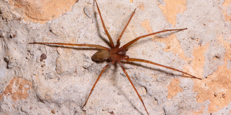 Are Brown Recluses Common in Nashville?