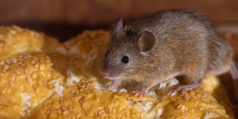 What Are Obvious Signs You Have a Mouse Problem in Your Home?