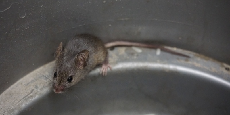 How do I Know if I Have Mice in My Home?