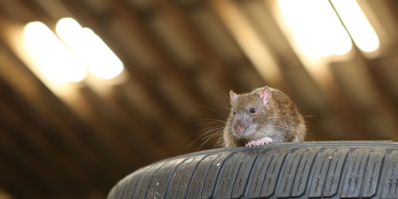 What Should I Do if I Saw a Rat in My Garage?