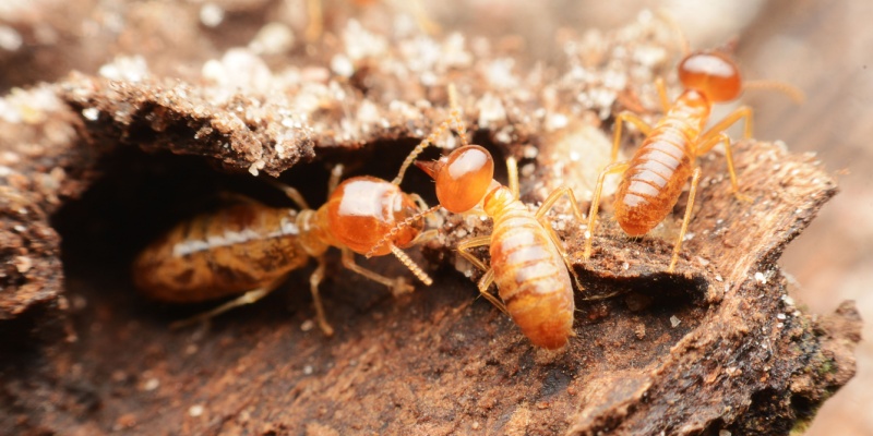 Termite Prevention 101: Protecting Your Home from Costly Damage