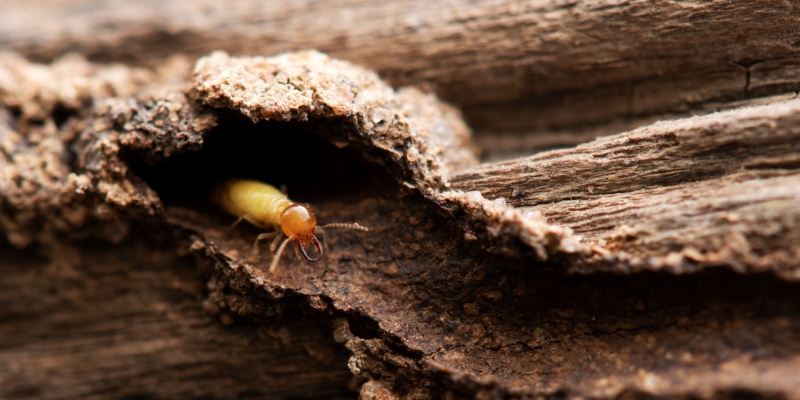 The Best Time for Termite Treatment in Nashville