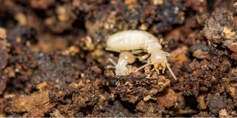 Common Termite Species in Tennessee and How to Deal with Them