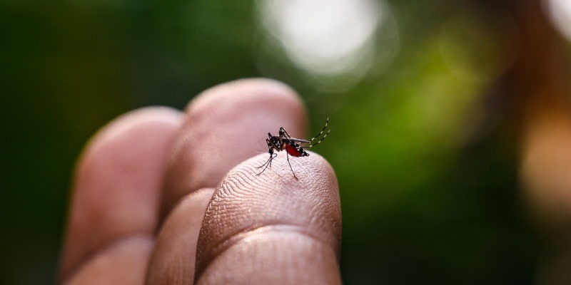 Mosquito Control Myths: What Actually Works to Reduce Mosquitoes?