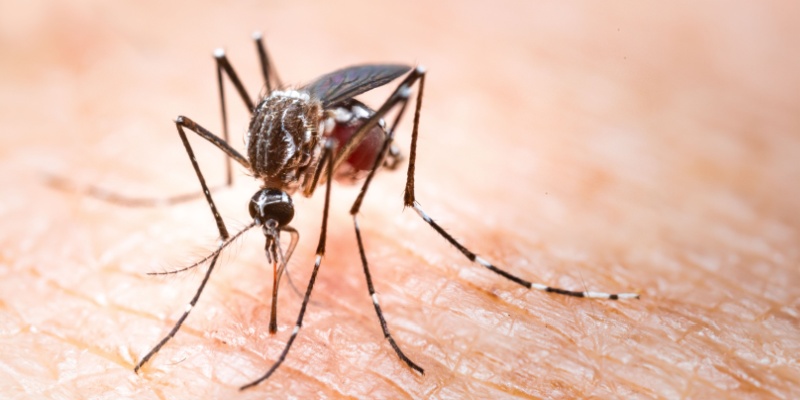 The Dangers of Mosquito-Borne Diseases in Tennessee
