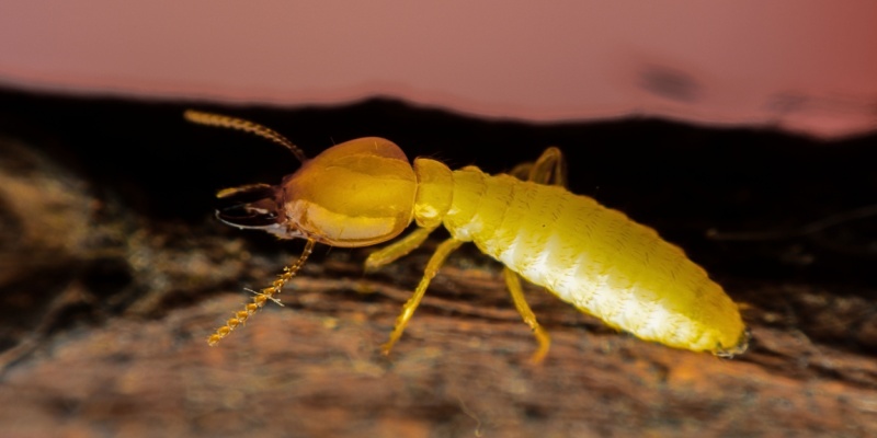 DIY vs. Professional Termite Control: What Works Best in Nashville?
