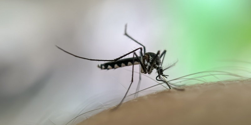 Best Ways to Keep Mosquitoes Away from Your Backyard in Nashville