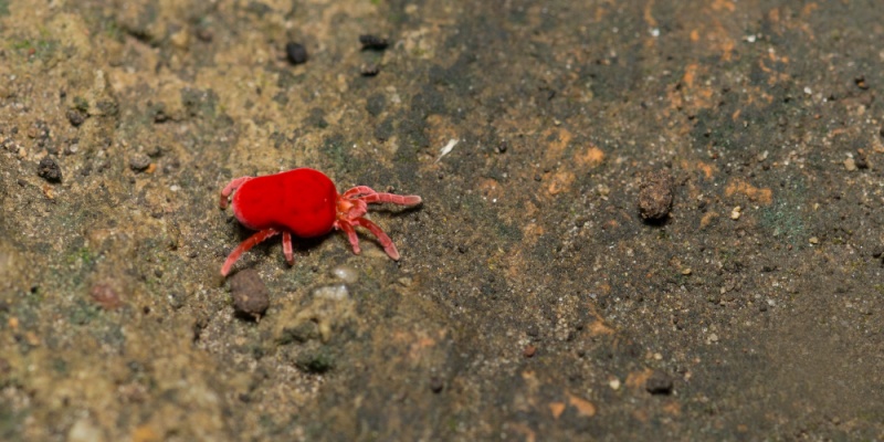 How to Get Rid of Chiggers in Your Yard: Nashville-Specific Tips That Work