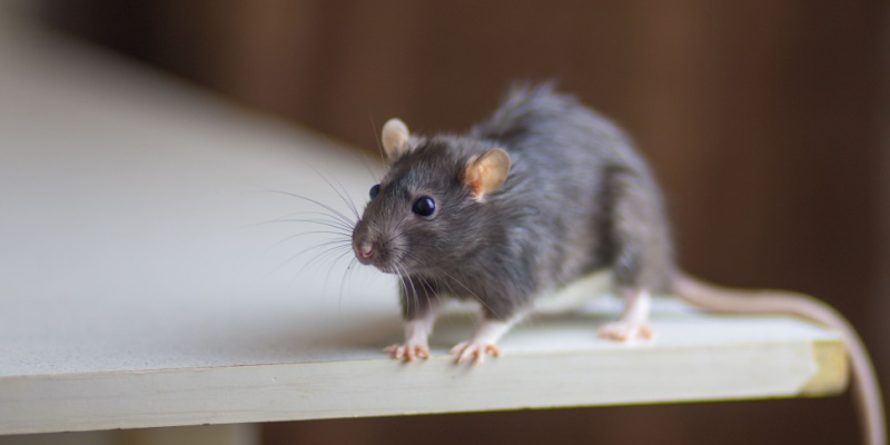 The Difference Between Mice and Rats: What Nashville Homeowners Need to Know