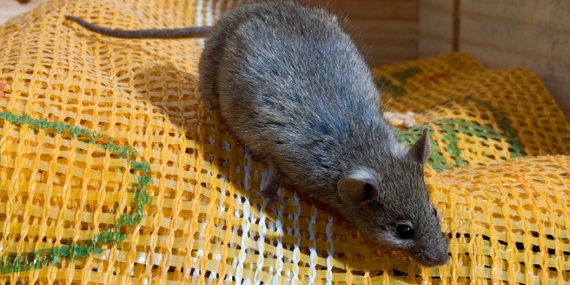Why Rodents Are More Than a Nuisance in Nashville, TN