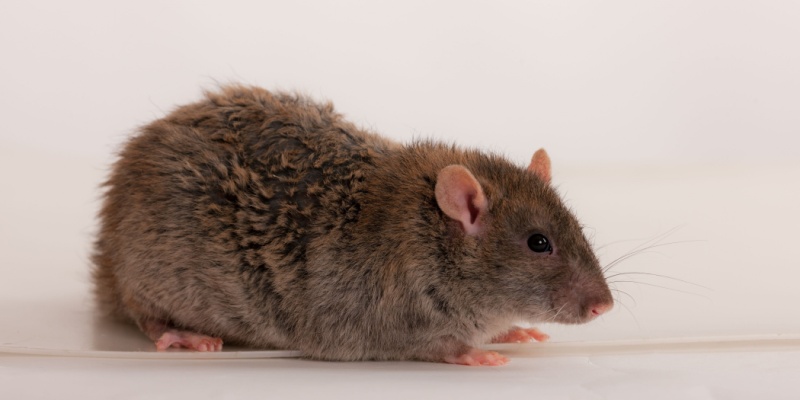 Professional Rodent Control in Nashville vs. DIY: Which Works Best?
