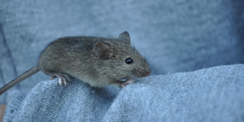 Franklin, TN Rodent Control: Fast Solutions for Busy Families