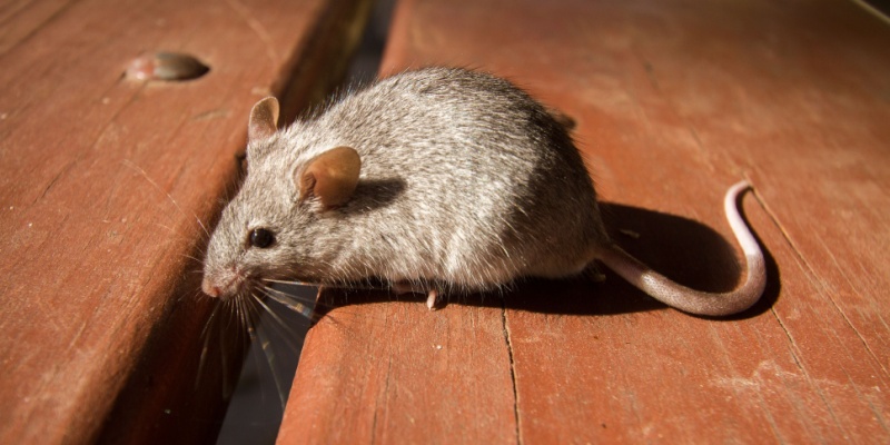 Franklin TN’s Most Common Rodents: How to Identify Mice vs. Rats in Your Home